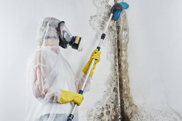 Best Mold Odor Removal Services  in Inkerman, PA